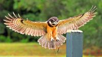 Birds of Prey Guided Tour and Flight Demonstration at the Avian Conservation Center