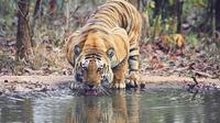 Excursion avec les tigres à Ranthambhore et hôtel 5 étoiles à Delhi Agra et Jaipur Excursion avec les tigres à Ranthambhore et hôtel 5 étoiles à Delhi Agra et Jaipur