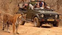 Private Tour: 2-Day Ranthambore National Park from Jaipur