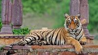 Private Wildlife Safari Tour in Ranthambore from Jaipur