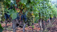 Etna Full-Day Wine Tour