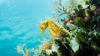 Discover Scuba Diving à Pula