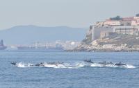Dolphin Watching Excursion in Gibraltar With Optional Top of The Rock Cable Car Ticket