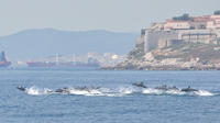 Excursión de avistamiento de delfines en Gibraltar con entrada opcional al teleférico Top of the Rock