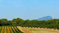 Full-Day Small-Group Discovery Wine Tour with Lunch in Languedoc Pic Saint-Loup