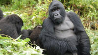 Agréable circuit de 5 jours avec rencontre avec les gorilles à dos argenté du volcan et promenade d'observation et de la faune aviaire du marais de Rugezi au Rwanda Agréable circuit de 5 jours avec rencontre avec les gorilles à dos argenté du volcan et promenade d'observation et de la faune aviaire du marais de Rugezi au Rwanda
