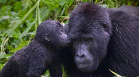 Exploration du Grand Ouest au Nord du Rwanda : 9 jours sur les traces des primates et des gorilles des montagnes dans la forêt tropicale de Nyungwe Exploration du Grand Ouest au Nord du Rwanda : 9 jours sur les traces des primates et des gorilles des montagnes dans la forêt tropicale de Nyungwe