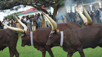 Odyssée de 7 jours au cœur de la faune et de la flore du Rwanda Odyssée de 7 jours au cœur de la faune et de la flore du Rwanda