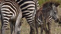 11-Day Safari Adventure in Southern Tanzania
