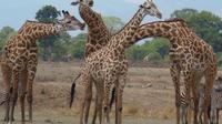 3 Days - Exploring Selous Game Reserve