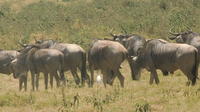 1 jour à Tsavo East Safari de Mombasa