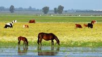 Donana National Park:  4x4 Guided Day Tour from Seville