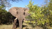 2 Night Elephant Tour from Nelspruit