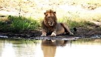 2 Nights Lion King Safari to Kruger from Nelspruit