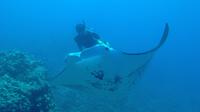 Sunset Manta Ray Snorkel