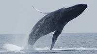 Observation des baleines sur la grande île