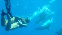 Wild Dolphin And Reef Snorkel