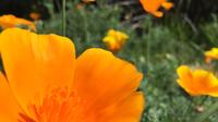 Santa Monica Urban Farming Bike Tour