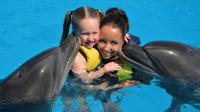 Dolphin Swimming in Sharm el Sheikh 