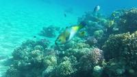 Snorkeling Trip to Tiran island by boat from Sharm El Sheikh