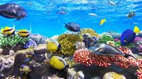 9-Hour Snorkeling and Meditation Tour Hurghada