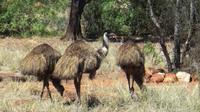 5-Day Outback Farm and Wildlife Experience from Brisbane