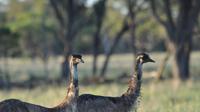 Cunnamulla Town and Industry Tour Including Afternoon Tea