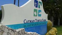Cayman Turtle Farm and Stingray City Fun Day