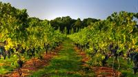 Varna Horses and Vines Tour