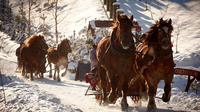 Horse Sleigh Ride in Polish Countryside