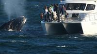 Boat Based Whale Watching from Hermanus