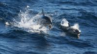 Excursion d'une journée Port Stephens de Sydney Y compris Dolphin Watch Cruise