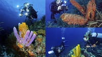 UNDERWATER PHOTOGRAPHY COURSES AND WORKSHOPS