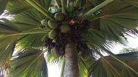 Full Day Mahe Island tour