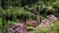 Glacier Gardens Rainforest Adventure in Juneau