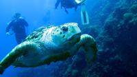 Plongée sous-marine sur l'épave du S. S. Yongala sur la Grande barrière de corail