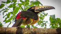 Private Tour: Bird Watching from the Riviera Maya