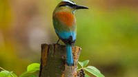 Visite privée: Observation des oiseaux à Cancun