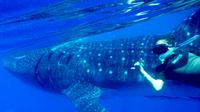 Whale Shark Tour from Cancun and Riviera Maya 