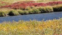 Yellowstone Lower Loop Self Guided Driving Tour from Jackson Hole