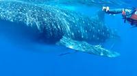 Swim with Whale Sharks