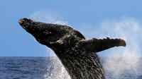 10 heures Legendary Humpback Whale Watch Cruise dans Kawaihae