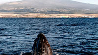 12 Tales PM Baleine à bosse sur la côte de Kona-Kohala à Kawaihae