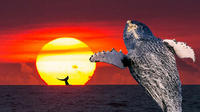 Kohala-Kona Whale Watch Sunset Cruise à Kawaihae