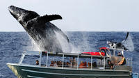 Observation des baleines de Hilo: Dawn, Brunch ou Sunset Cruise