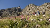 Privéwandeltocht over de Tafelberg Privéwandeltocht over de Tafelberg