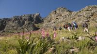  Private Hiking Tour of Table Mountain 