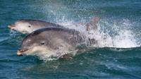Dingle et Fungie Boat Tour de Killarney