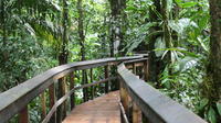 Cinco Ceibas Rainforest Reserve Bird Watching Tour from San Jose