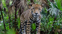 Belize Zoo and Baboon Sanctuary Tour from Belize City